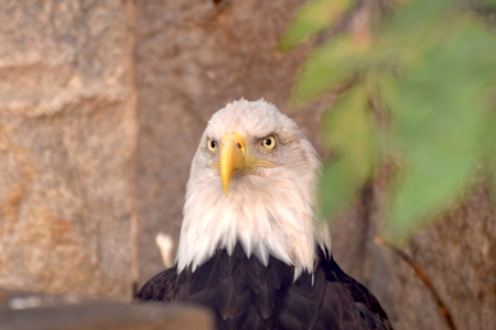 eagleの写真素材