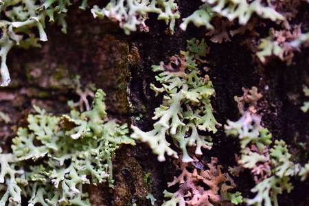 Macro: beautiful moss on a tree.の写真素材