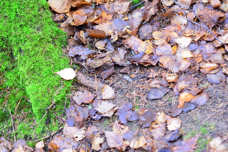 Autumn: moss and withered leaves.の写真素材