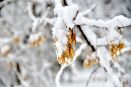 Beautiful winter forest after the fallen snow.の写真素材