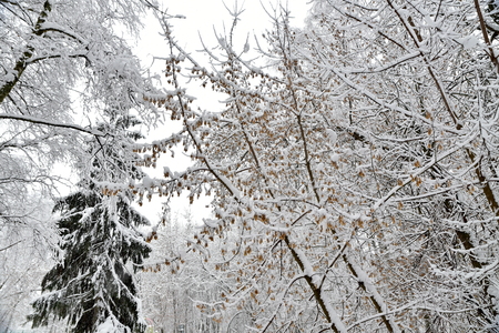 Beautiful winter forest after the fallen snow.の写真素材