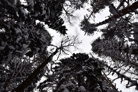 Beautiful winter forest after the fallen snow.の写真素材