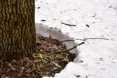 Spring: the first thawed patches.の写真素材