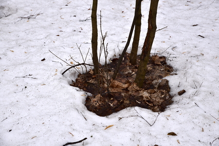 Spring: the first thawed patches.の写真素材