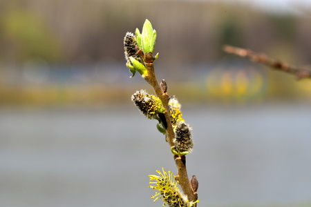 Spring. Kidneys and trees are budding.の写真素材