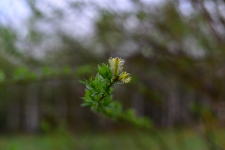 Spring. Kidneys and trees are budding.の写真素材