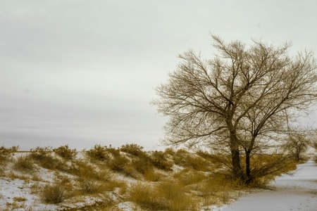 A tree in the steppe on the river bank in winterの写真素材