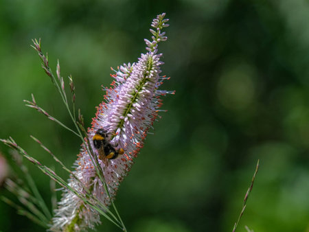 Bumblebee collects pollen from the flowering plantの写真素材