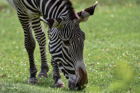 Zebra grazing in a meadow in the parkの写真素材