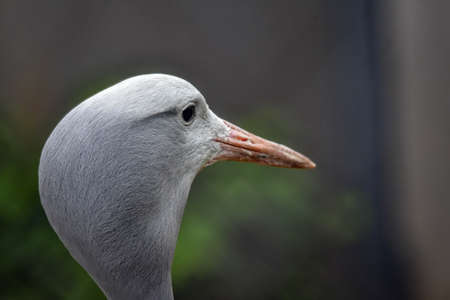 The head of a beautiful heron in the parkの写真素材