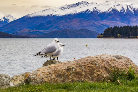 birdsの写真素材