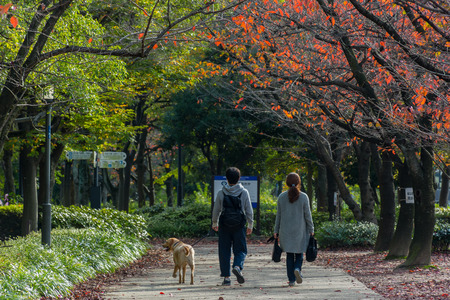 Japanese couple with dog walking in the park, located in Osaka city, with the beautiful autumn scenaryのeditorial素材