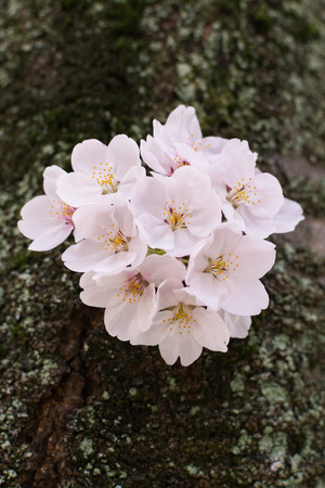 Sakura flower Cherry Blossom attached to treeの写真素材