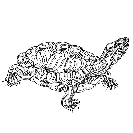 Sketch turtleのイラスト素材