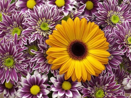 Chrysanthemum  and Gerber