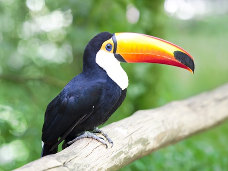 Gorgeous Toucan stopped looking around in the trunk.の写真素材