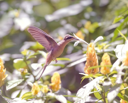 Hummingbird flying over flowers and taking nectar from one of them.