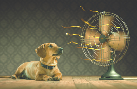 The dog is cooling down with the fan while watching the yellow ribbons in motion. Depth of field in eyes line and center of the fan.の写真素材