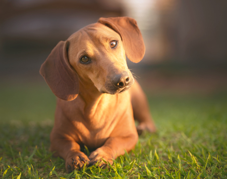 Dog in the grass under sunset looking at the camera.の写真素材