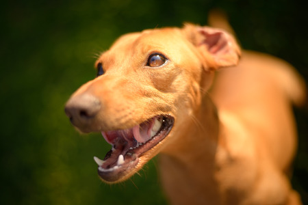 Happy dog looking up on a sunny day.