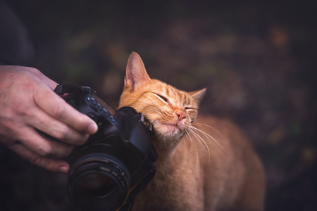 Docile kitten rubbing herself on the camera.の写真素材
