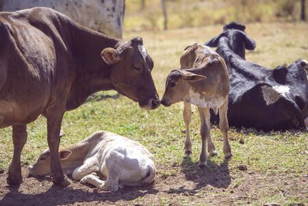 Mother cow taking care of newborn calf.の写真素材