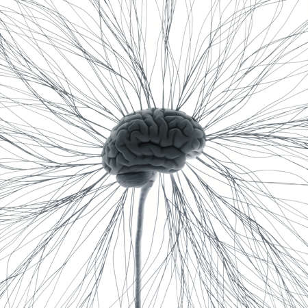 Central nervous system. Brain and spinal cord with branch coming out away. Conceptual brain 3D...