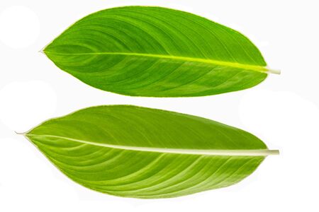 green leaf on white background.