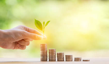 The hand is putting coins on staked plant growing from coins of coins step growing growth saving...