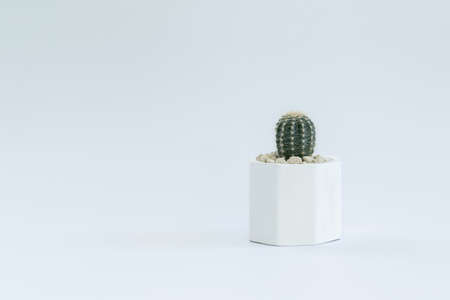 Cactus or succulent plants in pots, over white background.
