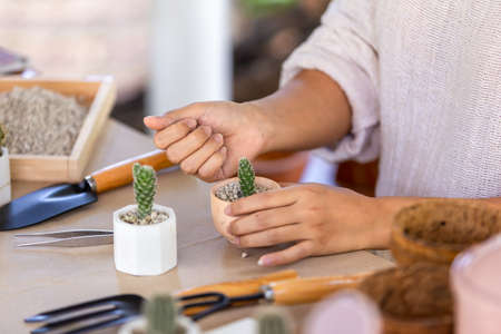Woman planting cactus in the garden, Hobbies and leisure, home gardening, Cultivation and caring for indoor potted plants. Replanting the plant into the pot.の写真素材