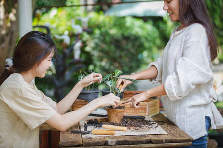 Two asian women transplanted plants into pot of coconut fibers. Hobbies and leisure, home gardening, Cultivation and caring for indoor potted plants. Ecological biodegradable material concept.の写真素材