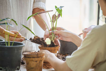 Two asian women transplanted plants into pot of coconut fibers. Hobbies and leisure, home gardening,...