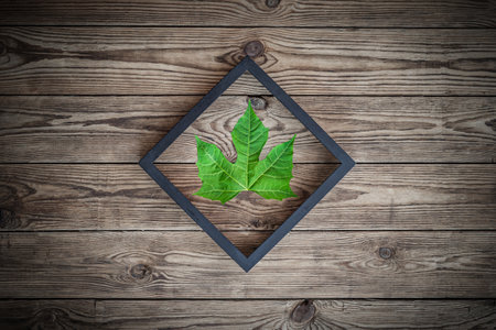Green leaf in wooden frame over old wooden texture background. top view.の写真素材