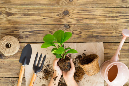 Woman hands transplanting plant into new pot Indoor in the garden, Hobbies and leisure, home gardening, Cultivation and caring for indoor potted plants. Replanting the plant into the pot.の写真素材