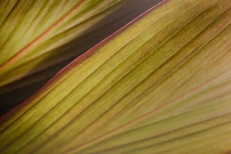 Abstract nature background. Close Up nature of  leaves.