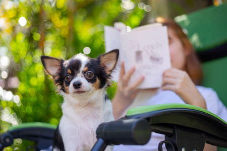 Asian woman reading a book with a chihuahua on a folding chair.の写真素材