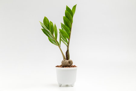 Zamioculcas zamiifolia  in white plant pot for fresh air isolated on white background, house plant, minimalist. ornamental tree houseplant in pot for home decorations.の写真素材