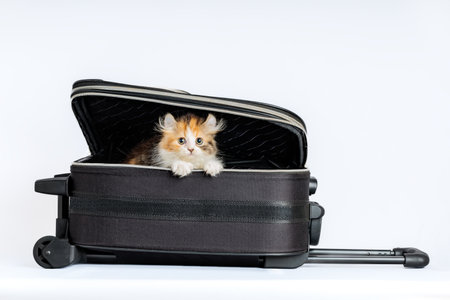 American Curl kitten in suitcase on wheels. Bringing pet along for trip concept.の写真素材