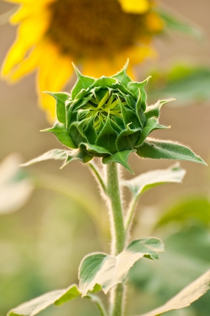 Baby sunflower begining to bloomの写真素材
