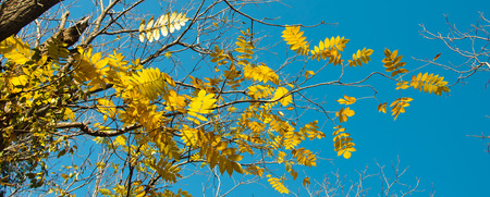 Yellow autumn leaves against the blue skyの写真素材