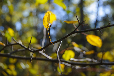 Lone yellow leaf on a bare tree branch in autumn forestの写真素材