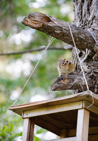 Chipmunk sitting beside feeder in summer forestの写真素材