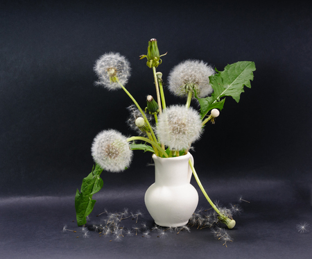 Half-blossoming and fluffy dandelions and dandelions leaves in small ceramic jug and dandelions seeds on a surface located on black backgroundの写真素材