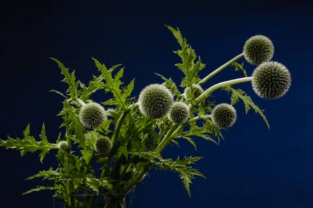 Twigs of tall globe thistle located on dark blue backgroundの写真素材