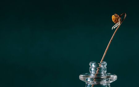 Lone dried flower in little glass bowl located on dark green backgroundの写真素材