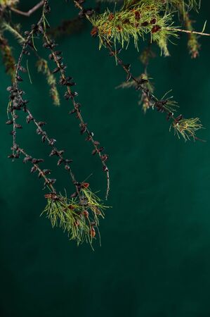 Branches of larch with green needles located on dark green background