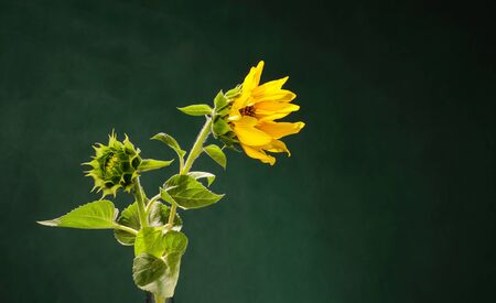 Half opened sunflower flower and unopened bud located on dark green backgroundの写真素材