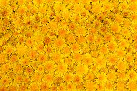 Background made of yellow dandelion flowers view from aboveの写真素材