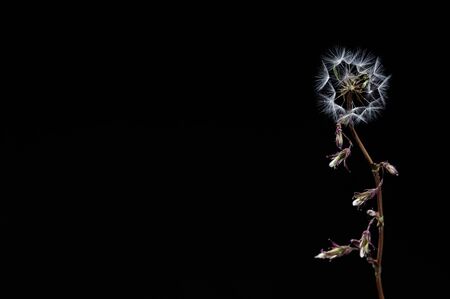 Twig with fluffs and half blooming flower located on dark backgroundの写真素材